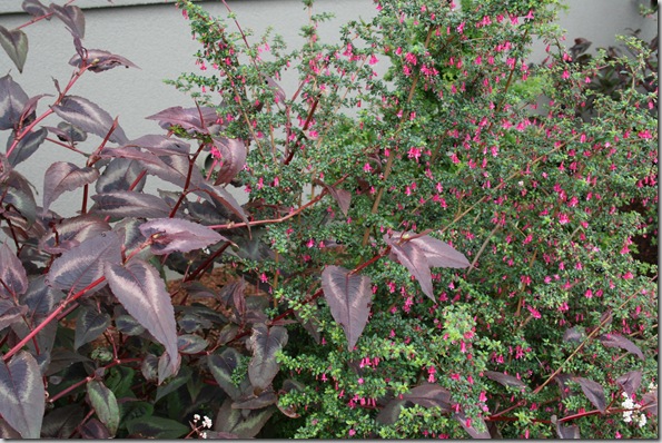 A Windy Seaside Garden in McKinleyville