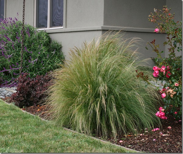 A Seaside Garden in McKinleyville