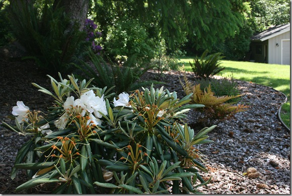 Rhododendron and autumn fern in McKinleyville