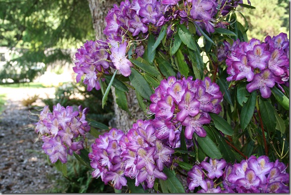 Rhododendron 'Madame Cochet'