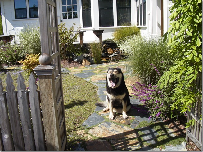 Happy Doggie Resident under arbor