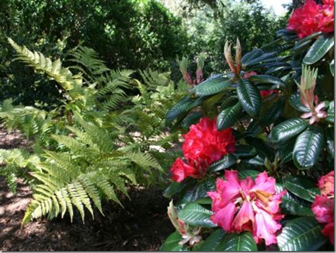 'Noyo Chief' Rhododendron with a fern as backdrop