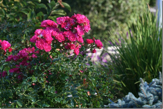 Pink Flower Carpet Rose