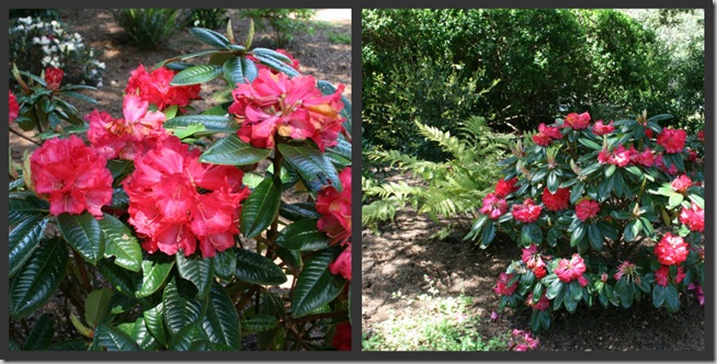 Rhododendron 'Noyo Chief'