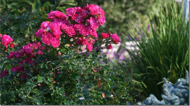 Pink Flower Carpet Rose