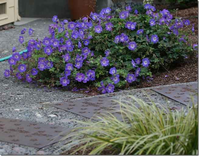 Geranium 'Rozanne' with Acorus