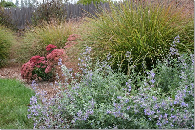 nepeta, anemanthele, sedum